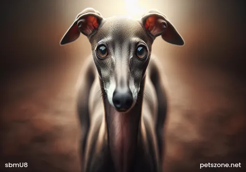 Dogs Need to Pay Attention to Sun Protection in Summer Dogs Need to Pay Attention to Sun Protection in Summer
