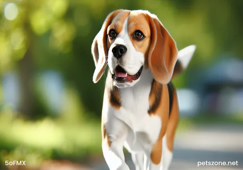 Pet Owners Beware! What Issues Need Attention When Raising Dogs in Spring? Pet Owners Beware! What Issues Need Attention When Raising Dogs in Spring?