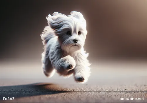Training a Pet Dog Training a Pet Dog