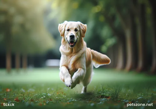 Precautions for Raising Dogs in Winter: How to Keep Dogs Warm Precautions for Raising Dogs in Winter: How to Keep Dogs Warm
