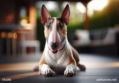 What pets are good to raise What pets are good to raise