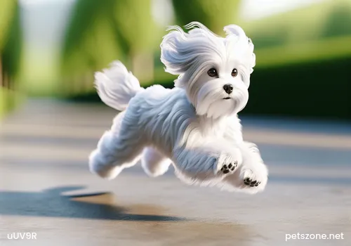 What’s going on if a Poodle has worms in its stomach