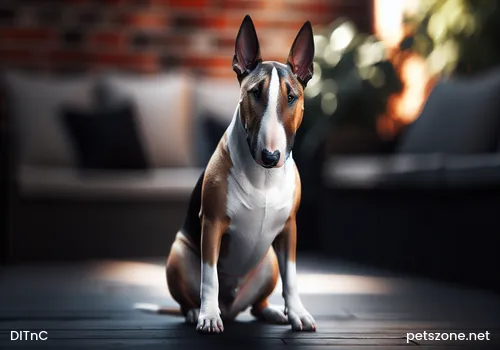 Spring Attention to Dog Hair Care Spring Attention to Dog Hair Care