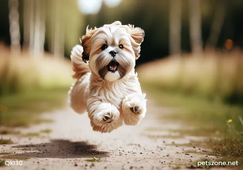 Things to Pay Attention to When Choosing a Puppy Things to Pay Attention to When Choosing a Puppy