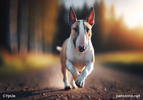 What Are the Characteristics of the Most Ferocious Dog Pit Bull What Are the Characteristics of the Most Ferocious Dog Pit Bull