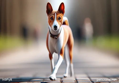 Precautions for Walking Dogs at Night Precautions for Walking Dogs at Night