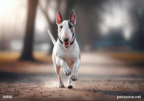 What Should We Do When Encountering a Dog's Estrus Cycle What Should We Do When Encountering a Dog's Estrus Cycle