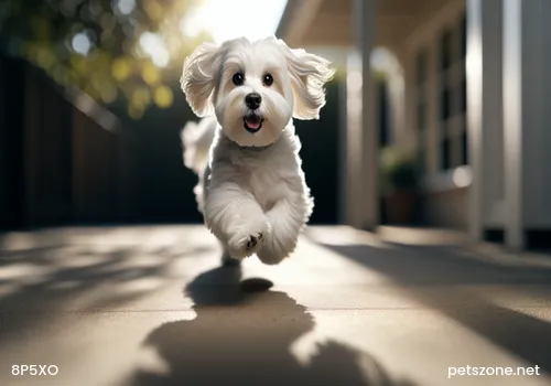 How to Train a Pomeranian Not to Bark Excessively How to Train a Pomeranian Not to Bark Excessively