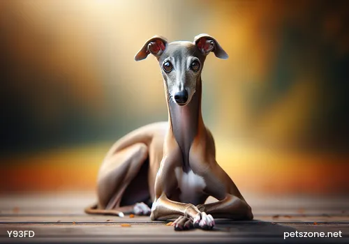 About Lumbar Vertebrae Problems in Small Dogs About Lumbar Vertebrae Problems in Small Dogs