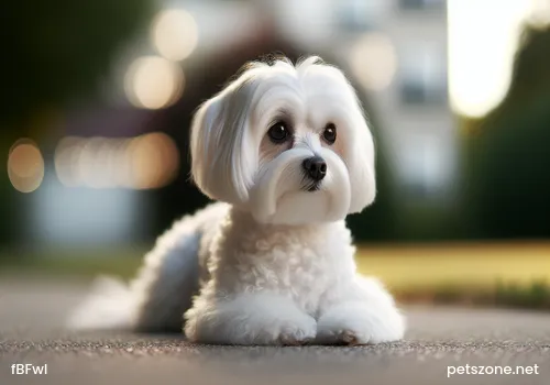 Mistakes When Buying Shampoo for Dogs Mistakes When Buying Shampoo for Dogs
