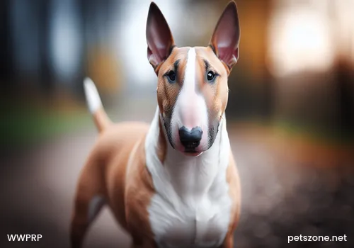 Can humans with rabies be cured?
