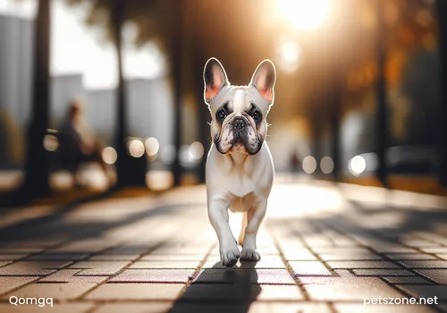 How to Train English Bulldogs How to Train English Bulldogs