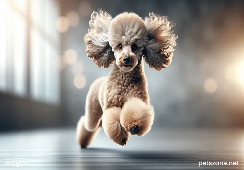 What Talents and Personality Traits Does the Intelligent Border Collie Have What Talents and Personality Traits Does the Intelligent Border Collie Have