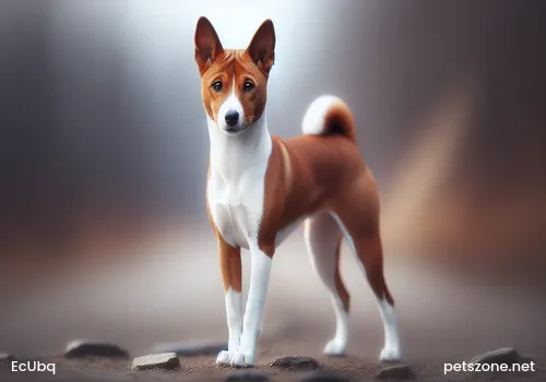What issues should be paid attention to when encountering dogs on the road What issues should be paid attention to when encountering dogs on the road