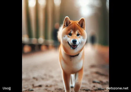 What to Do When Dogs Lack Nutrition What to Do When Dogs Lack Nutrition