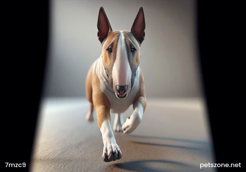 Classification of Dog Food Types and Analysis of Characteristics