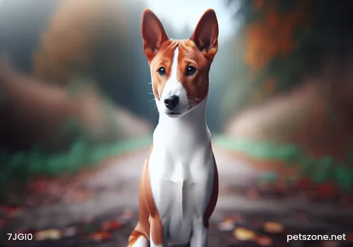 Appropriate Calcium Supplementation for Dogs Is Necessary, Otherwise It Is More Dangerous Appropriate Calcium Supplementation for Dogs Is Necessary, Otherwise It Is More Dangerous