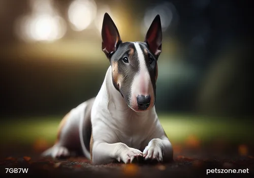 Causes of Depression in Dogs Causes of Depression in Dogs