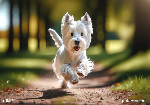 Which Styles Can Schnauzers Be Groomed Into Which Styles Can Schnauzers Be Groomed Into