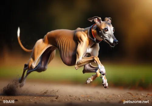Spend the Least Money to Raise the Healthiest Dog Spend the Least Money to Raise the Healthiest Dog
