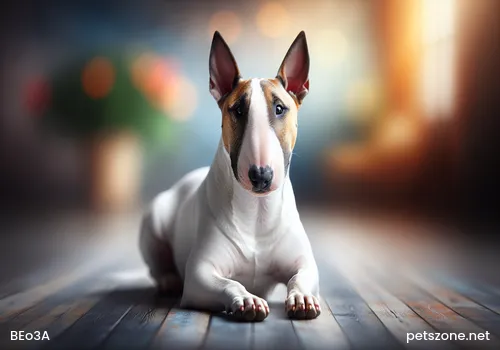 Training a Pet Dog Training a Pet Dog