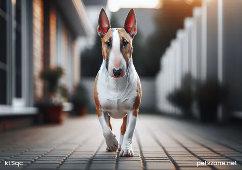 Key Points for Choosing Dog Food Bowls Key Points for Choosing Dog Food Bowls