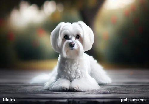What to Do When Dogs Always Rush Around Recklessly What to Do When Dogs Always Rush Around Recklessly