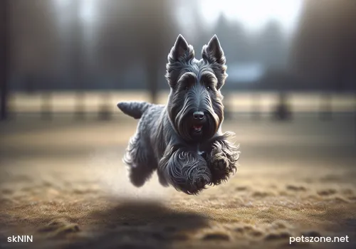 Dog Messenger—Do You Know the Origin of the Pug? Dog Messenger—Do You Know the Origin of the Pug?