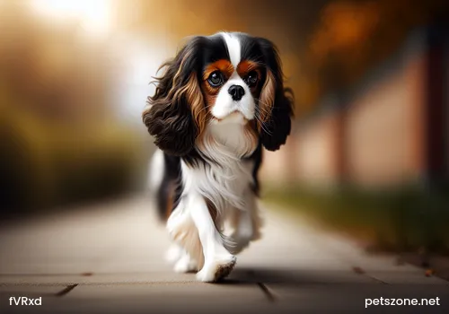 Comparison of the Advantages and Disadvantages of Dogs Wearing Clothes in Winter Comparison of the Advantages and Disadvantages of Dogs Wearing Clothes in Winter