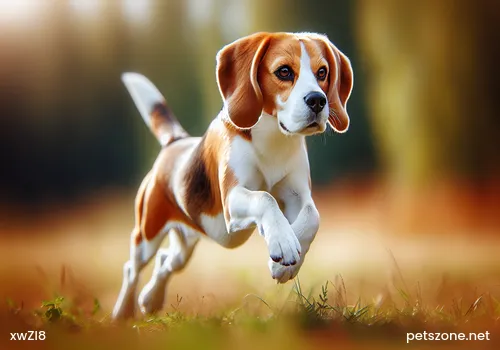 How to Train a Beagle How to Train a Beagle