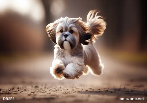 Six Dog Feeding Knowledge Every Pet Owner Must Know, Essential for Raising Dogs Six Dog Feeding Knowledge Every Pet Owner Must Know, Essential for Raising Dogs
