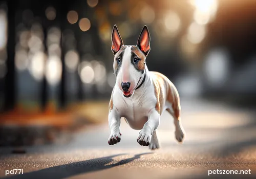 Why the Incident of Dogs Getting Lost Often Happens Why the Incident of Dogs Getting Lost Often Happens