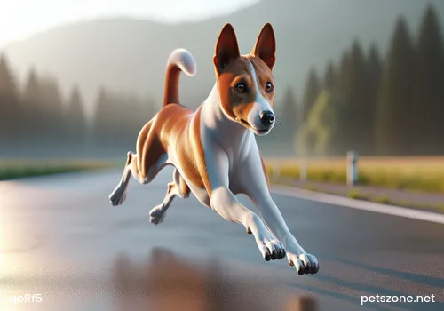 German Shepherd German Shepherd