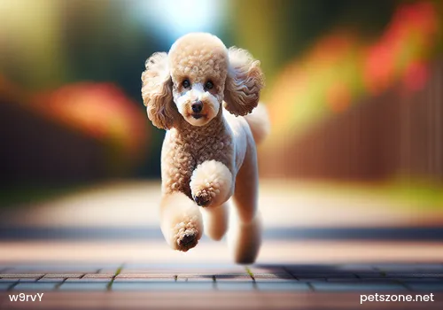 How to Train Teddy to Urinate and Defecate