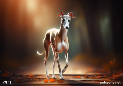 Some Airlines' Regulations on Pet Transport Some Airlines' Regulations on Pet Transport