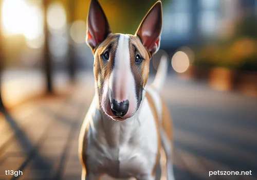 Pet Owners Raising Schnauzers Must Pay Attention to These Points Pet Owners Raising Schnauzers Must Pay Attention to These Points
