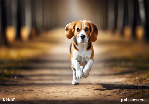 Dog Feeding Methods in Different Seasons? Things to Pay Attention to When Feeding Dogs in Different Seasons Dog Feeding Methods in Different Seasons? Things to Pay Attention to When Feeding Dogs in Different Seasons