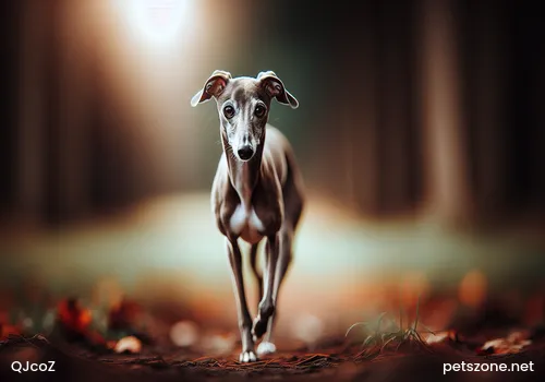 Top Ten Gentle Temperament Dog Rankings Do You Have Your Dog? Top Ten Gentle Temperament Dog Rankings Do You Have Your Dog?