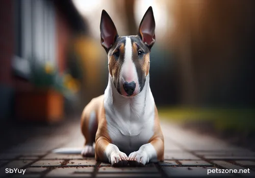Dogs Getting Angry Cannot Be Taken Lightly Dogs Getting Angry Cannot Be Taken Lightly