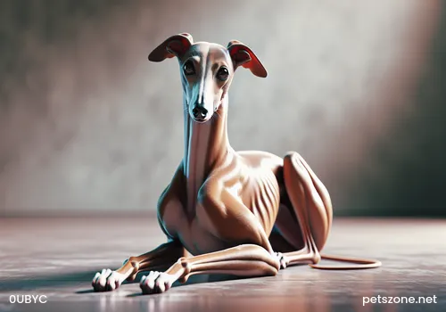 Top 30 Smartest Dogs Ranking Top 30 Smartest Dogs Ranking