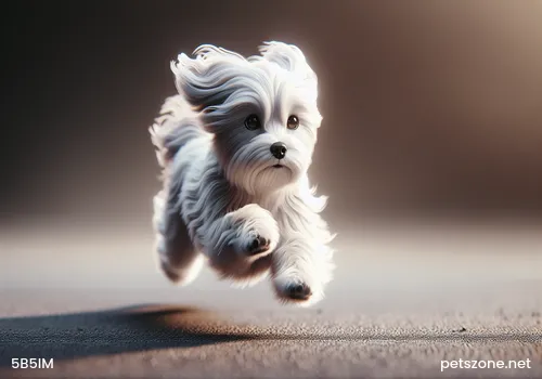What food do teacup dogs eat