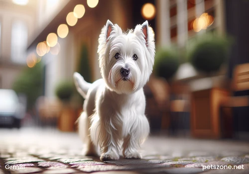 Reasons and Precautions for Dog Tail Docking Reasons and Precautions for Dog Tail Docking