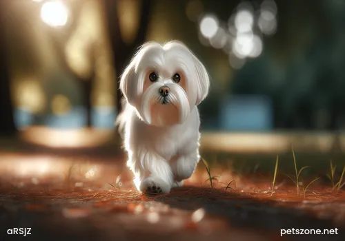 Why Does the Papillon Not Poop Frequently?