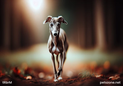 Reasons and Methods for Massaging Dogs Reasons and Methods for Massaging Dogs