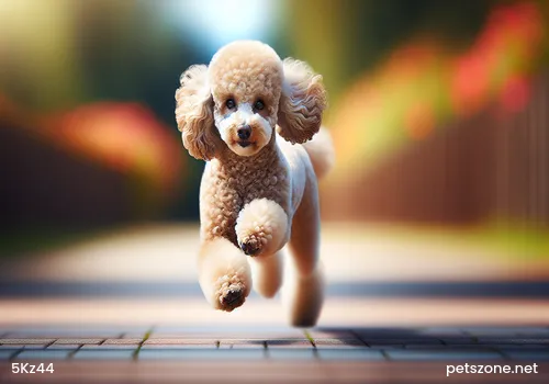 Pomeranian dog Pomeranian dog