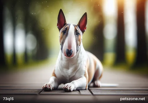 How to Say No to Your Dog During Training? How to Say No to Your Dog During Training?